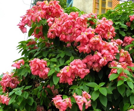 Cây Bướm Hồng Cây Bướm Hồng