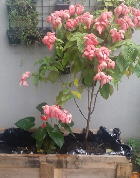 Cây Bướm Hồng Cây Bướm Hồng