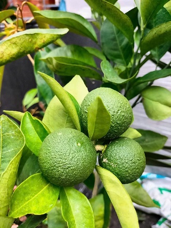 Cây Cam Đường Cây Cam Đường