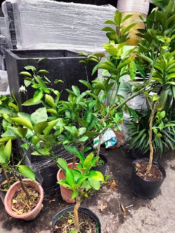 Cây Cam Đường Cây Cam Đường