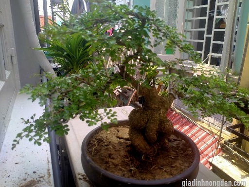 Cây Cần Thăng Cây Cần Thăng