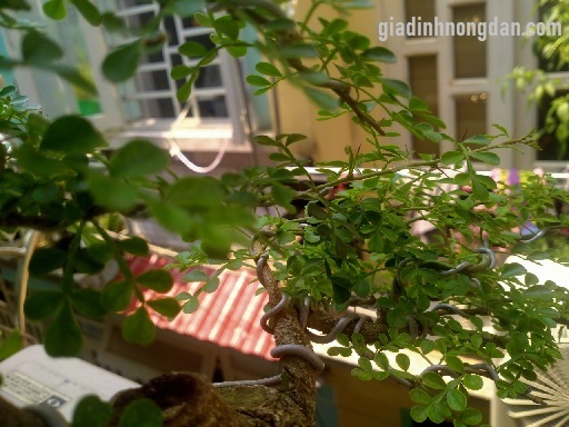 Cây Cần Thăng Cây Cần Thăng