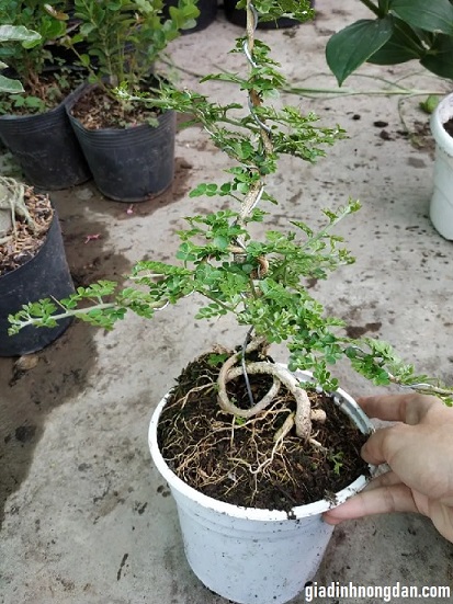 Cây Cần Thăng Cây Cần Thăng