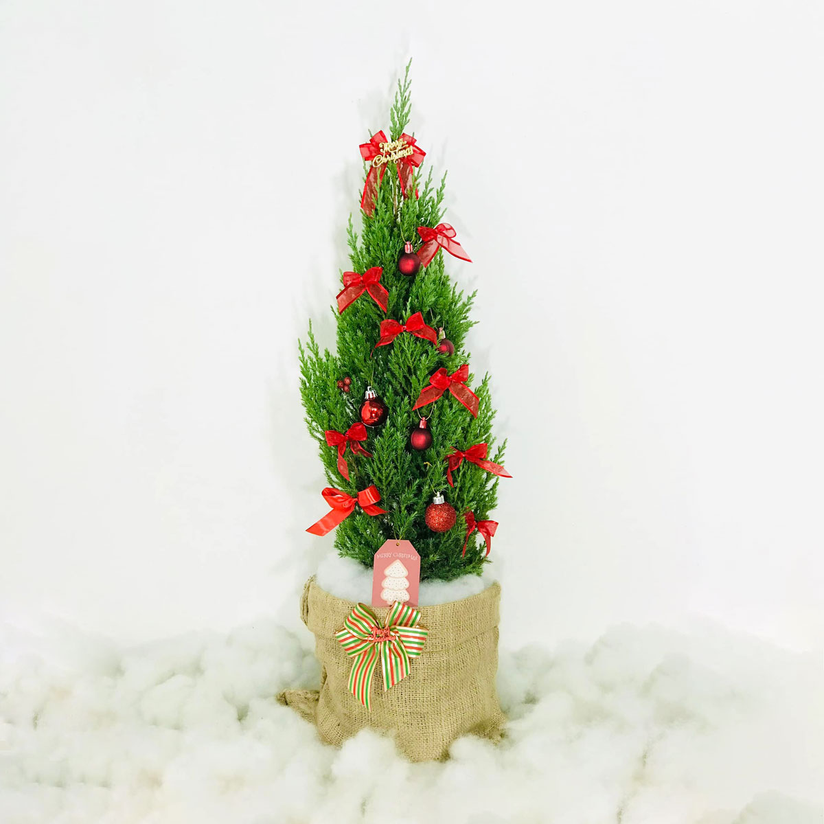 Cây cảnh để bàn Noel trang trí nhà ở