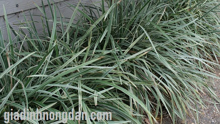 Cây Cao Cẳng Sọc Cây Cao Cẳng Sọc