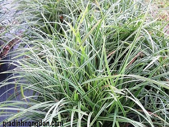Cây Cao Cẳng Sọc Cây Cao Cẳng Sọc