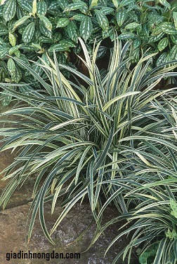 Cây Cao Cẳng Sọc Cây Cao Cẳng Sọc