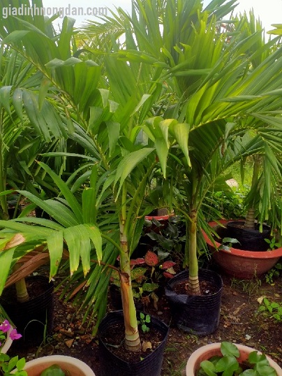 Cây Cau Bẹ Trắng Cây Cau Bẹ Trắng