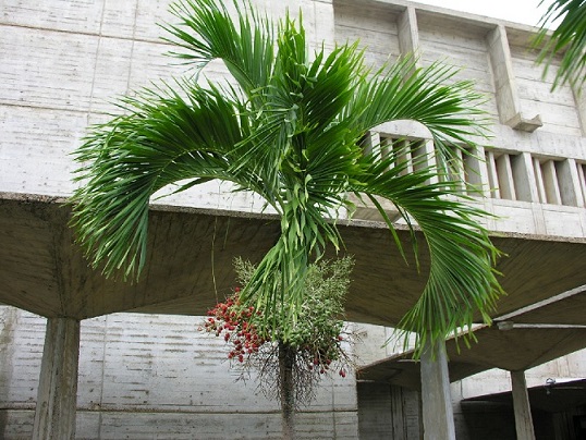 Cây Cau Bẹ Trắng Cây Cau Bẹ Trắng