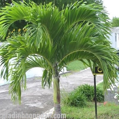 Cây Cau Bẹ Trắng Cây Cau Bẹ Trắng