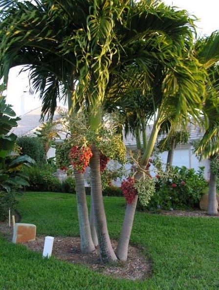 Cây Cau Bẹ Trắng Cây Cau Bẹ Trắng