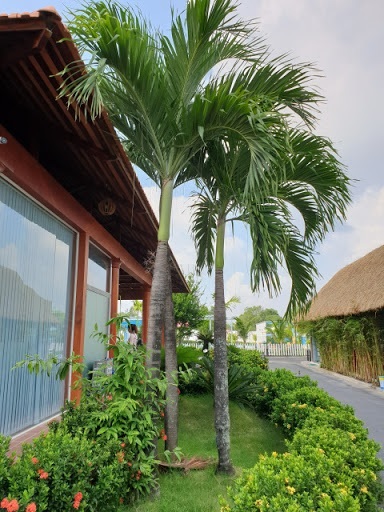 Cây Cau Bẹ Trắng Cây Cau Bẹ Trắng