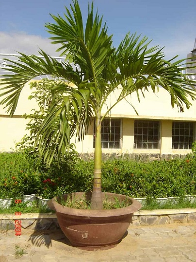 Cây Cau Bẹ Trắng Cây Cau Bẹ Trắng