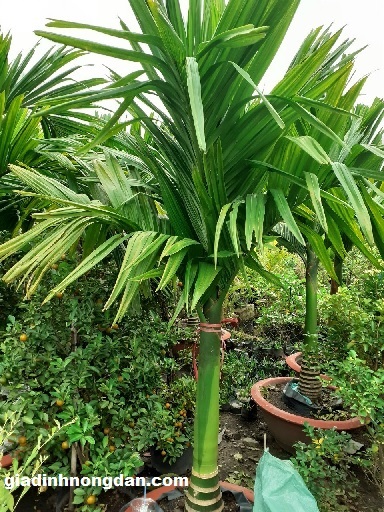 Cây Cau Hương