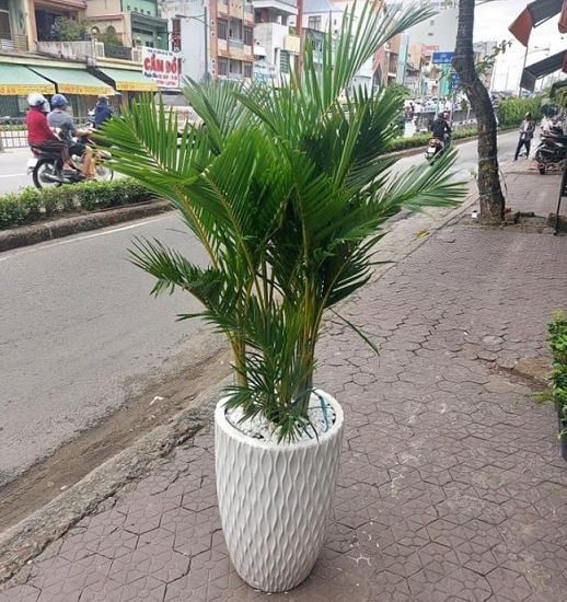 Cây Cau Thái Vàng Cây Cau Thái Vàng