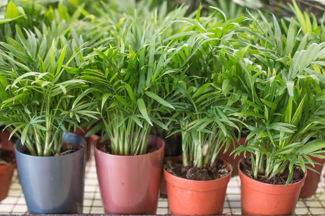 Gợi ý cây trồng lối đi sân vườn đẹp Gợi ý cây trồng lối đi sân vườn đẹp