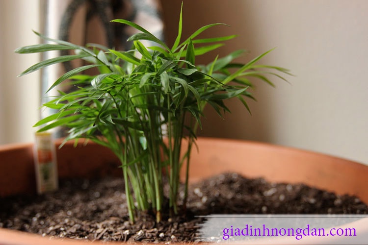 Cây Cau Tiểu Trâm Để Bàn