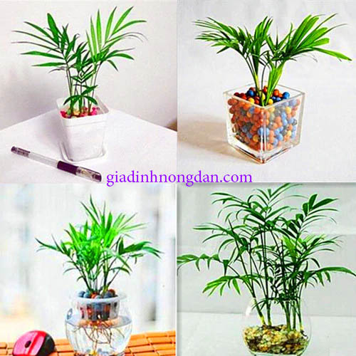 Cây Cau Tiểu Trâm Để Bàn