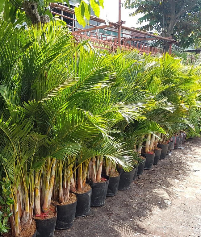 Cây Trang Trí Cỡ Lớn