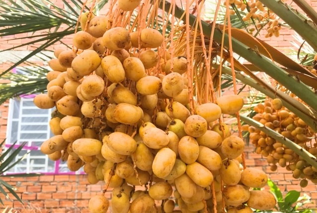 Cây Chà Là Ăn Trái Cây Chà Là Ăn Trái