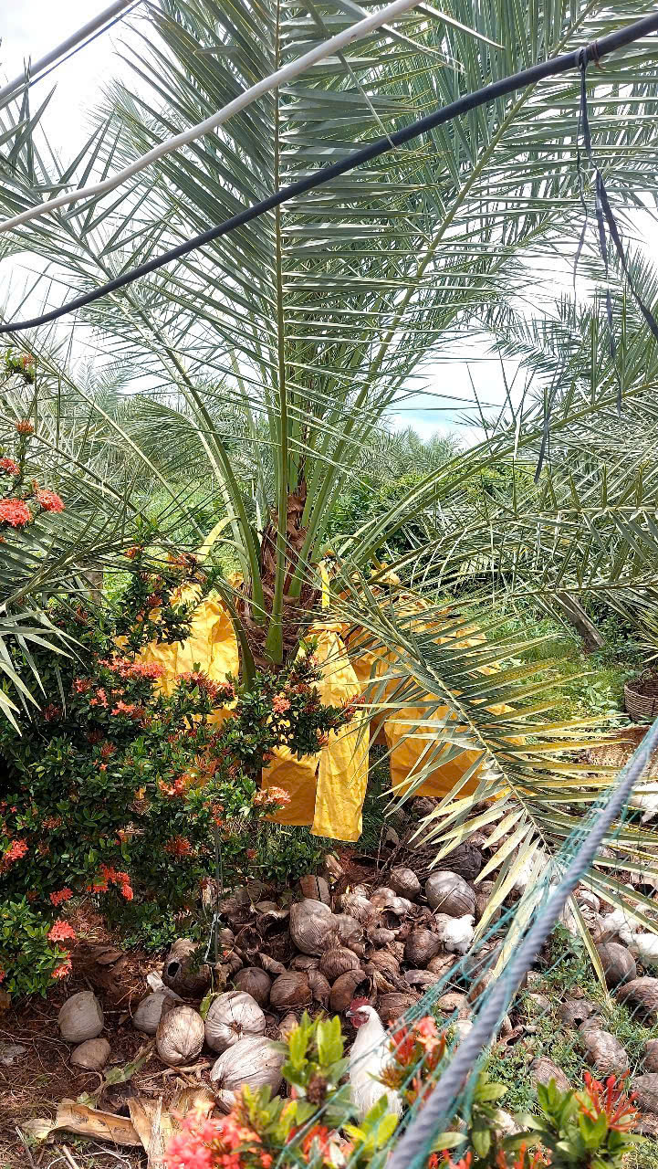 Cây chà là trưởng thành Thái Lan