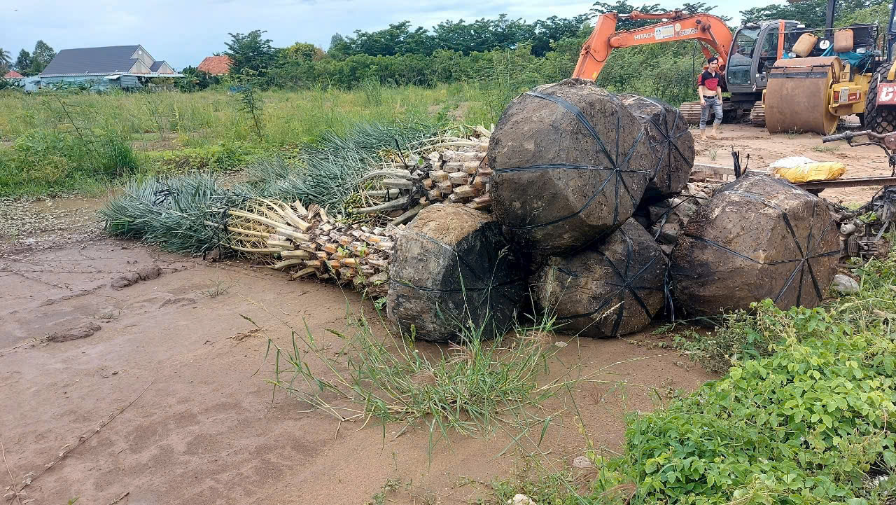 Cây chà là trưởng thành Thái Lan