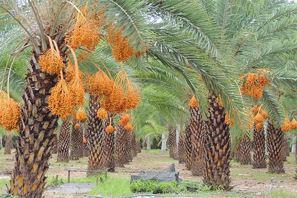 dinh dưỡng từ trái chà là Thái Lan dinh dưỡng từ trái chà là Thái Lan