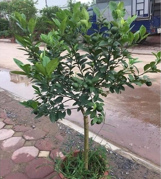 Cây Chanh Đào Cây Chanh Trồng Chậu Cây Chanh Đào Cây Chanh Trồng Chậu