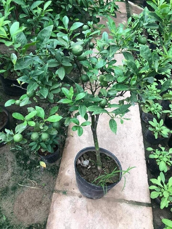 Cây Chanh Đào Cây Chanh Trồng Chậu Cây Chanh Đào Cây Chanh Trồng Chậu