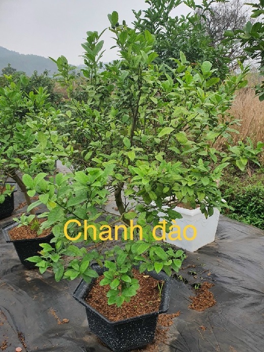 Cây Chanh Đào Cây Chanh Trồng Chậu Cây Chanh Đào Cây Chanh Trồng Chậu