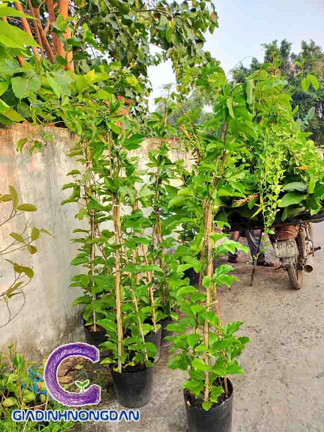 Cây Chanh dây Cây Chanh dây