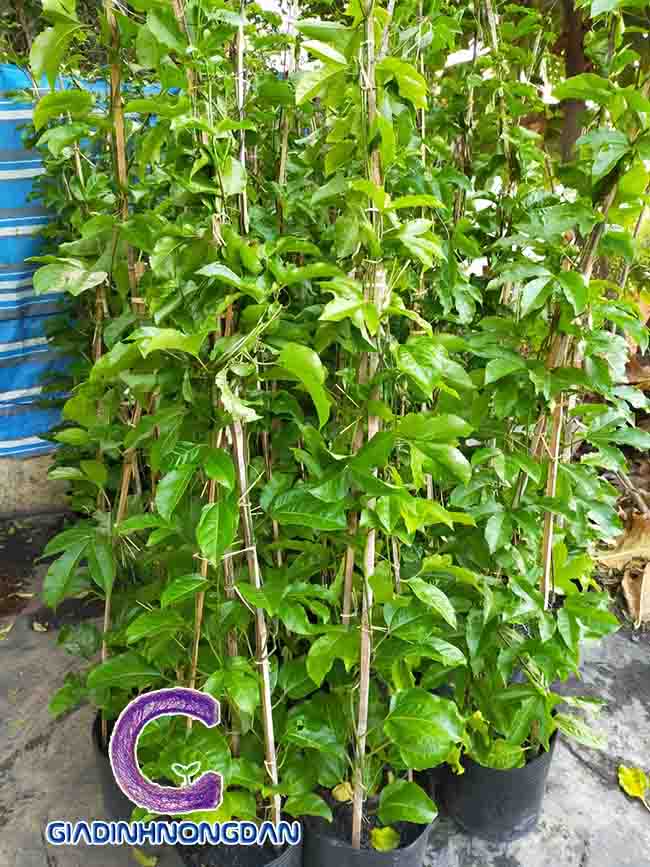 Cây Chanh dây Cây Chanh dây