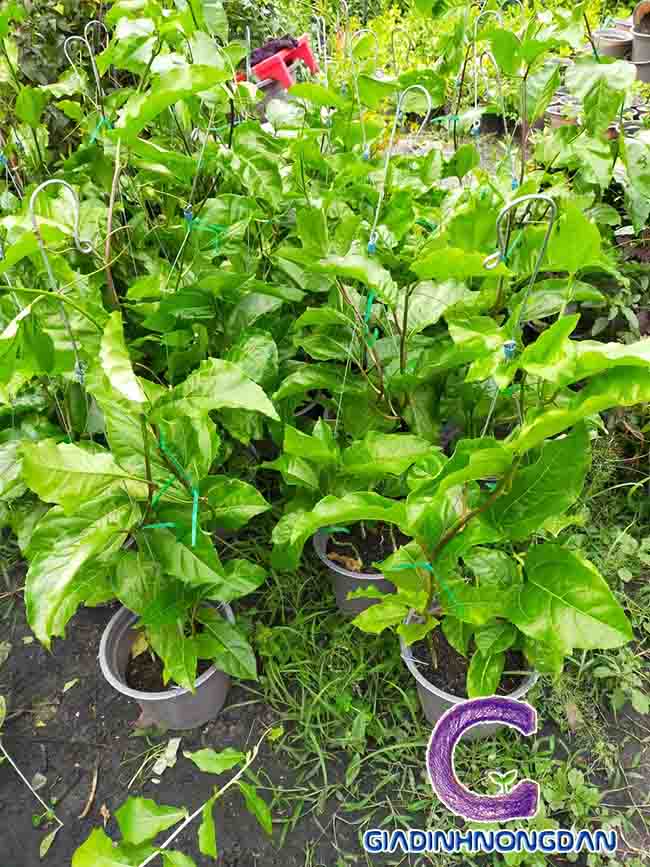 Cây Chanh dây Cây Chanh dây