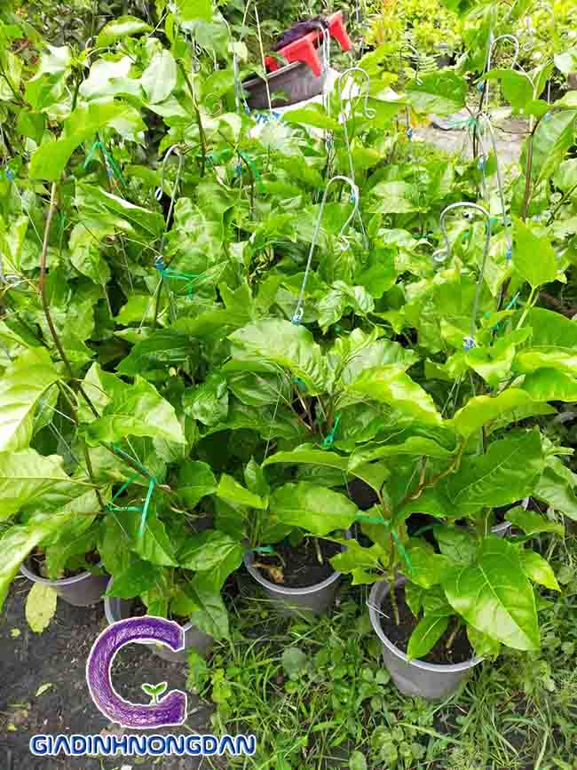 Cây Chanh dây Cây Chanh dây