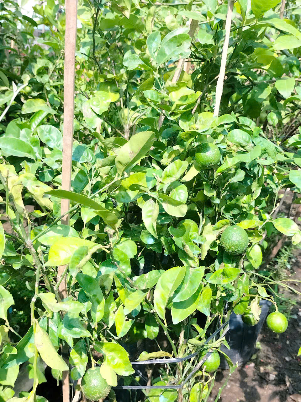 chậu cây chanh giấy
