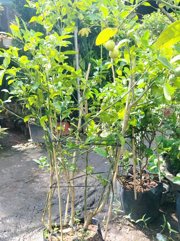 Chăm sóc cây chanh giấy hiệu quả