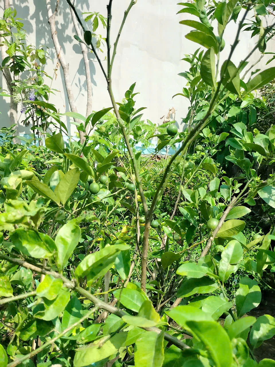 chậu cây chanh giấy