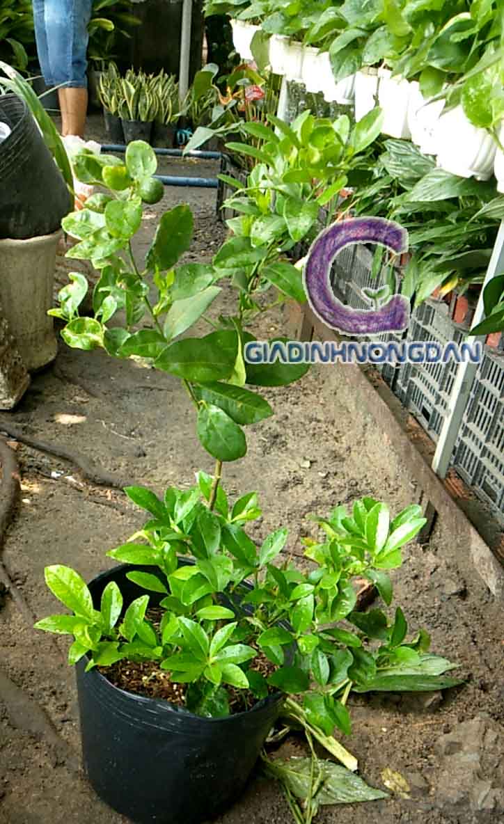 Cây Chanh Giống Cây Chanh Giống