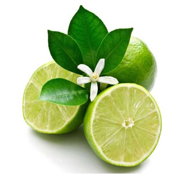 Cây Chanh Giống Cây Chanh Giống