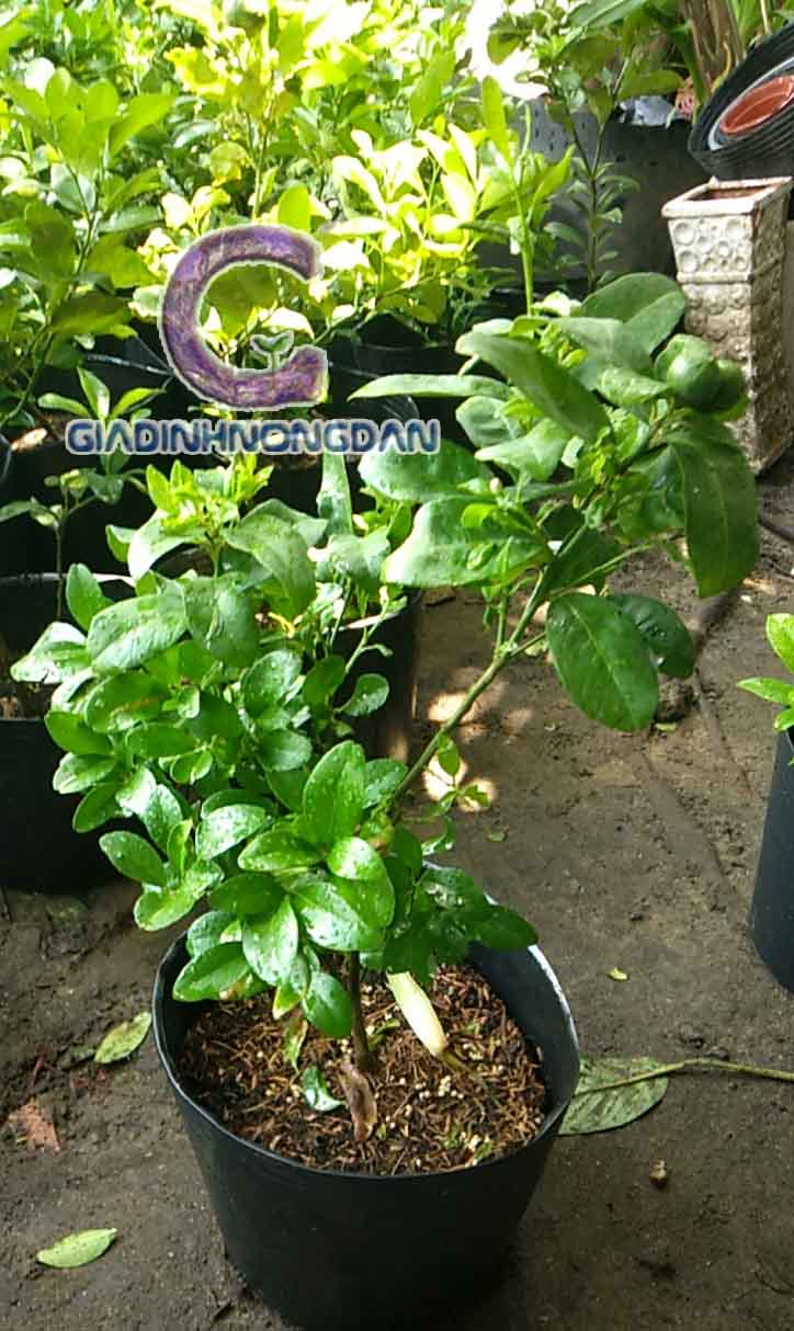 Cây Chanh Giống Cây Chanh Giống