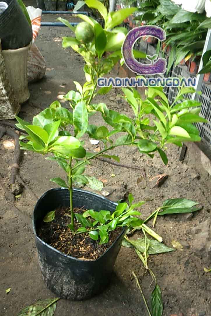 Cây Chanh Giống Cây Chanh Giống