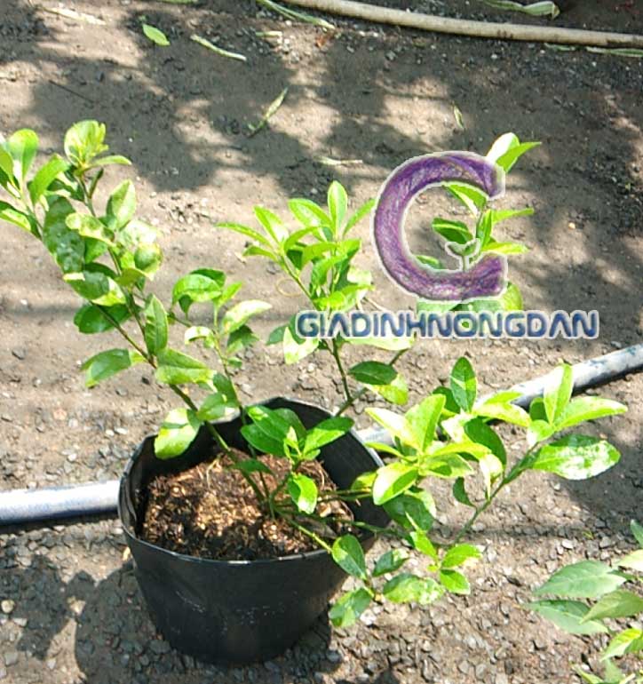 Cây Chanh Giống Cây Chanh Giống