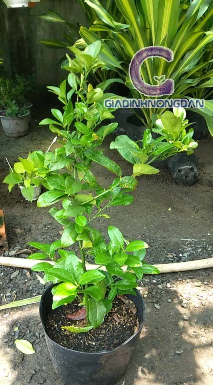 Cây Chanh Giống Cây Chanh Giống