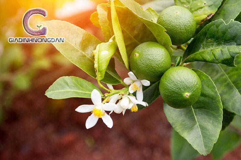 Cây Chanh Giống Cây Chanh Giống