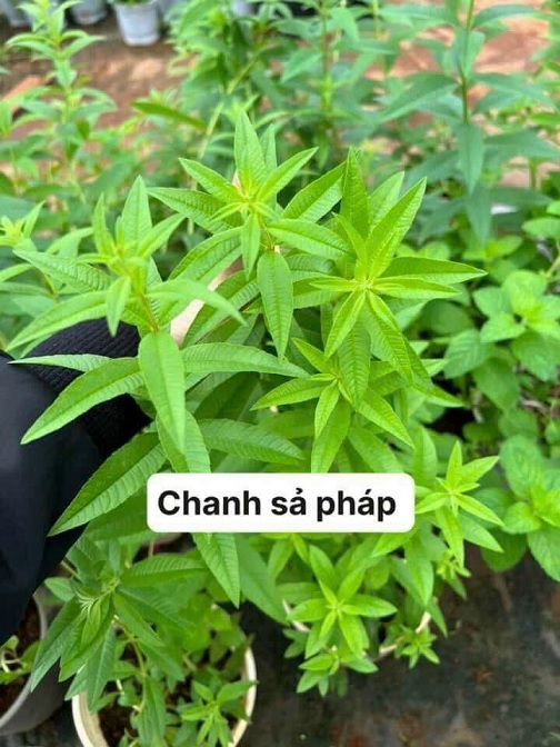 Bán Cây Chanh Sả Pháp Bán Cây Chanh Sả Pháp