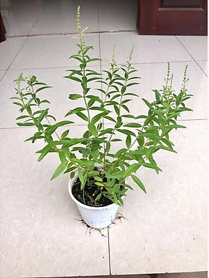 Bán Cây Chanh Sả Pháp Bán Cây Chanh Sả Pháp