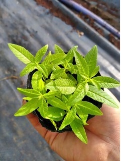Bán Cây Chanh Sả Pháp Bán Cây Chanh Sả Pháp