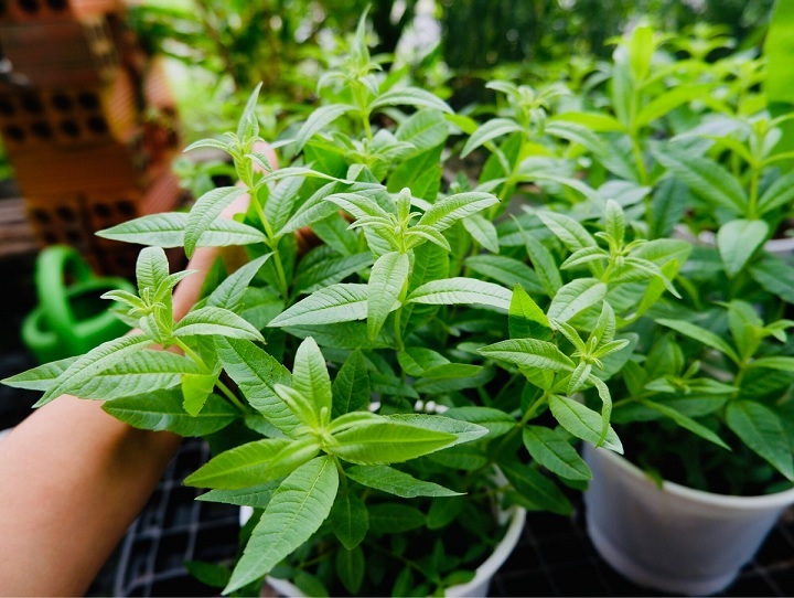 Bán Cây Chanh Sả Pháp Bán Cây Chanh Sả Pháp