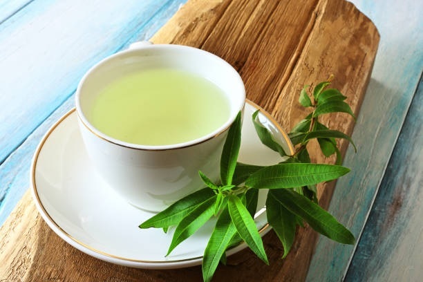 Bán Cây Chanh Sả Pháp Bán Cây Chanh Sả Pháp