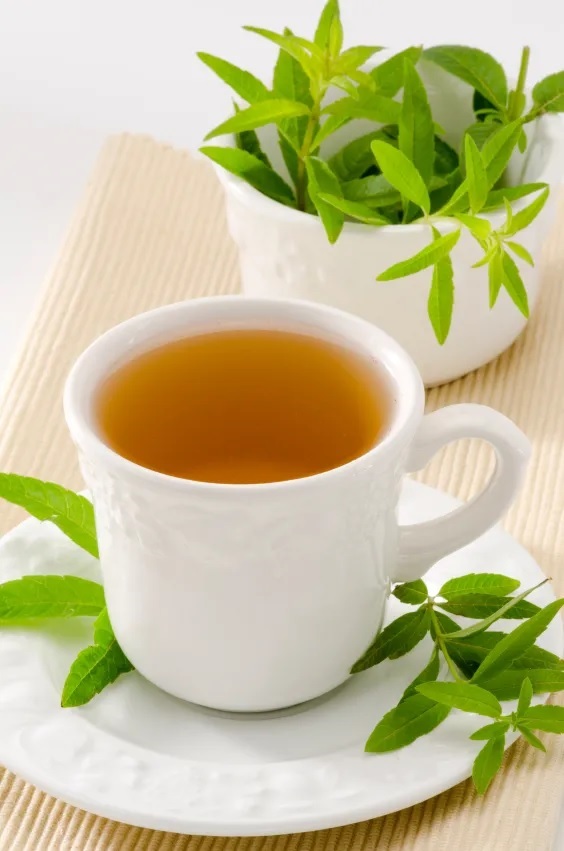 Bán Cây Chanh Sả Pháp Bán Cây Chanh Sả Pháp